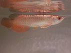 Highback Golden Arowana Fish