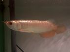Highback Golden Arowana fish