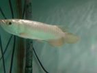 Golden Arowana Fish