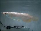 Golden Arowana Fish