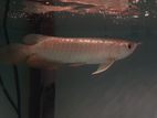 Golden Arowana Fish