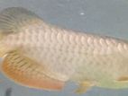 Highback Golden Arowana Fish