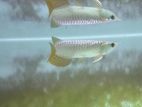 Golden Arowana