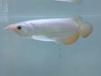 Highback Golden Arowana