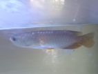 Highback Golden Arowana