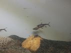 Highfin Catfish