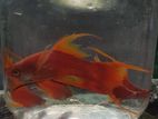 Highfin Lyertail Swordtail Fish