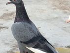 Pigeon