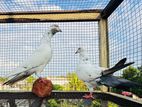 Highflyer Pigeons