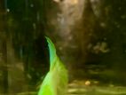 Highlight Green Eye Betta Fitter Fish