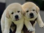 Labrador Puppies