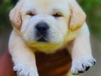 Labrador Retriever Puppies