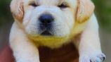 Labrador Retriever Puppies