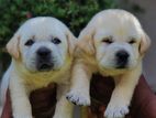 Labrador Retriever Puppies