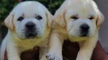Labrador Retriever Puppies