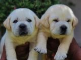 Labrador Retriever Puppies