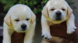Labrador Retriever Puppies