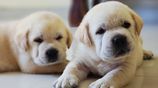 Labrador Retriever Puppies
