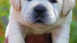 Labrador Retriever Puppies
