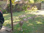 Highly Residential Land for Sale Dalugama