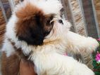 Shih Tzu Puppy