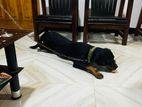 Rottweiler Dog