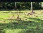 ☆ Hikkaduwa Kahawa Historyc Land for Sale ( RLS - 709)