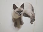 Himalayan Cat