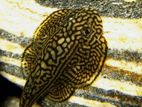 Hillstream Loach (Butterfly Loach)
