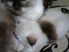 Himalayan Cat