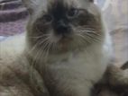 Himalaya Breed Cat