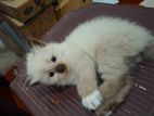 Himalaya Cat