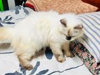 Himalayan Cat