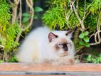 Himalaya persion Cat