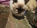 Himalayan Cats