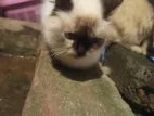 Himalayan Cats