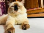 Himalayan Cat