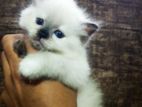 Himalayan Kitten