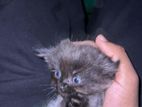 Himalayan Kittens