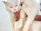 Himalayan Cats