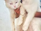 Himalayan Cat