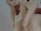 Himalayan Cats