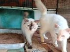 Himalayan Persian Cats