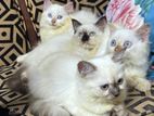 Persian Kittens
