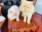 Himalayan Cat