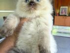 Himalayan Kitten