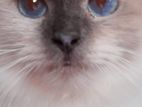 Himalayan Blue Eyes Persian Cat