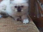 Himalayan Cat