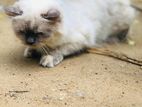 Himalayan Cat 11 Months