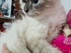 Himalayan Cat for Kind Home